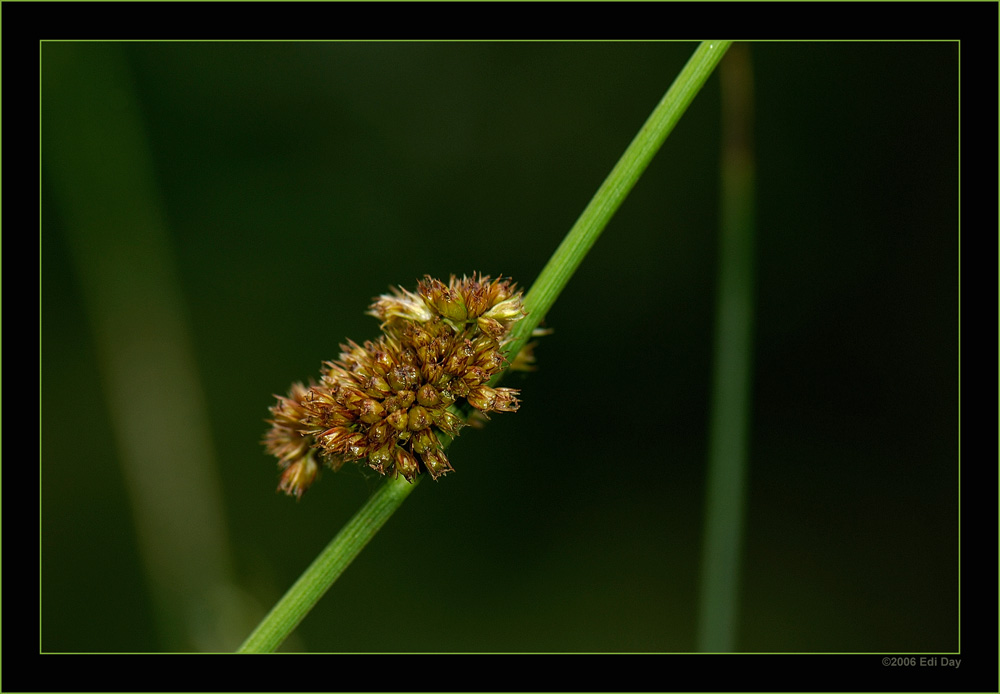 blühendes Seggengras
gleich hinter dem Uto Kulm, Uetliberg
Schlüsselwörter: Uetliberg, Seggengrad, Zürich