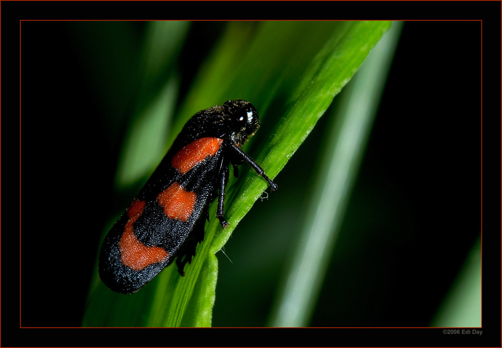 Gemeine Blutzikade (Cercopis vulnerata)
auf dem Uetliberg bei Zürich
Schlüsselwörter: Gemeine Blutzikade, Cercopis vulnerata, Uetliberg, Zürich