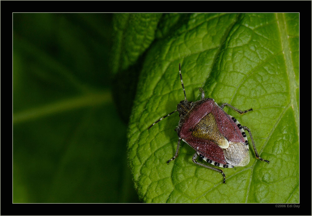 Lederwanze
entdeckt auf dem Uetliberg
Schlüsselwörter: Lederwanze, Coreus marginatus