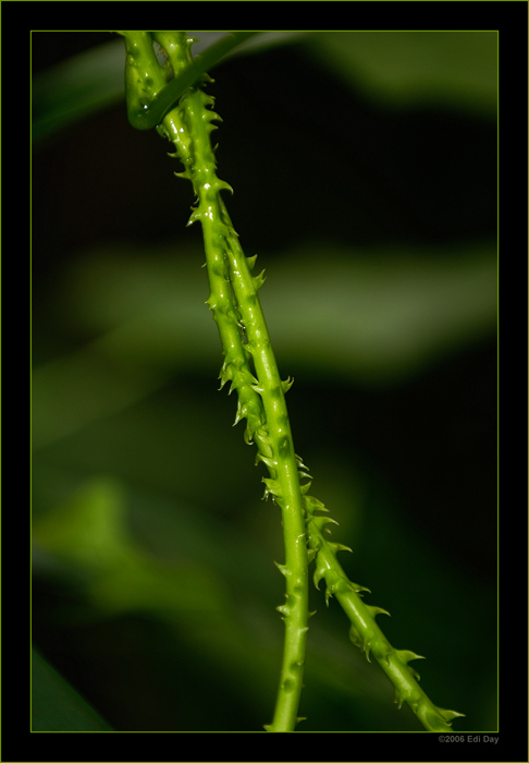 Nato-Stacheldraht
made by nature
Schlüsselwörter: Masoalahalle, Zoo, Zürich
