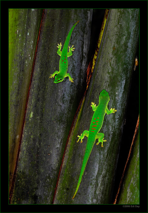 Frühlingsgefühle
auch bei den grünen Taggeckos
Schlüsselwörter: Masoalahalle, Zoo, Zürich, Phelsuma madagascariensis