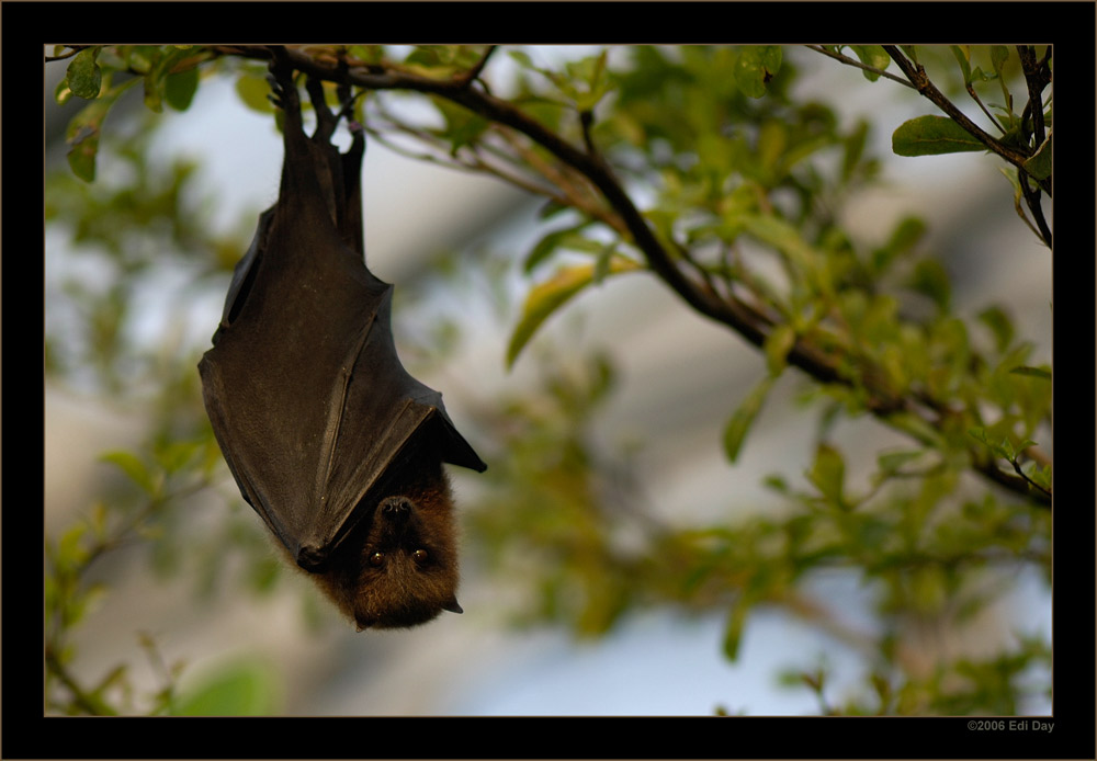 Flughund
in der Masoalahalle
Schlüsselwörter: Flughund, Pteropus rodricensis