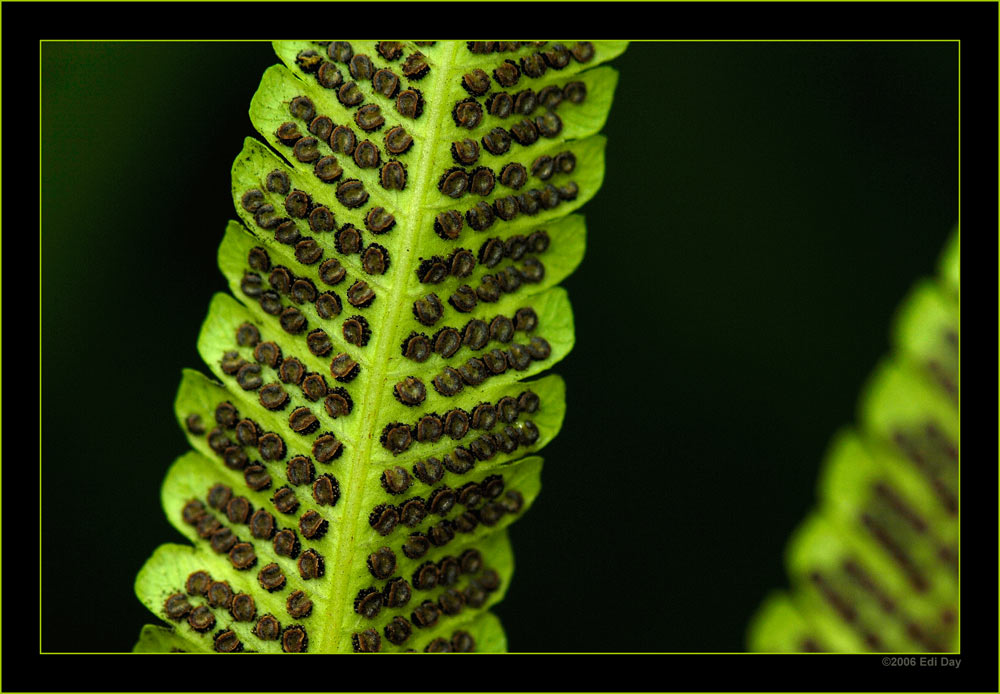 Farn von unten
Schlüsselwörter: Masoalahalle, Zoo, Zürich, Farn, Sporen, Farnsporen