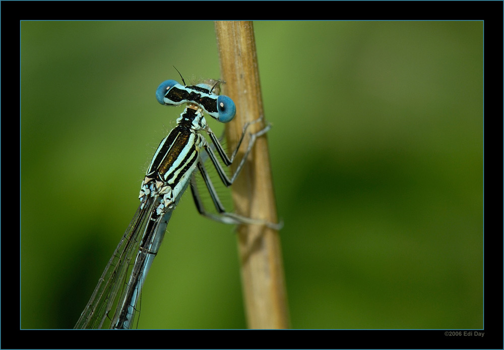 Azurjungfer
Schlüsselwörter: Azurjungfer, Coenagrion puella