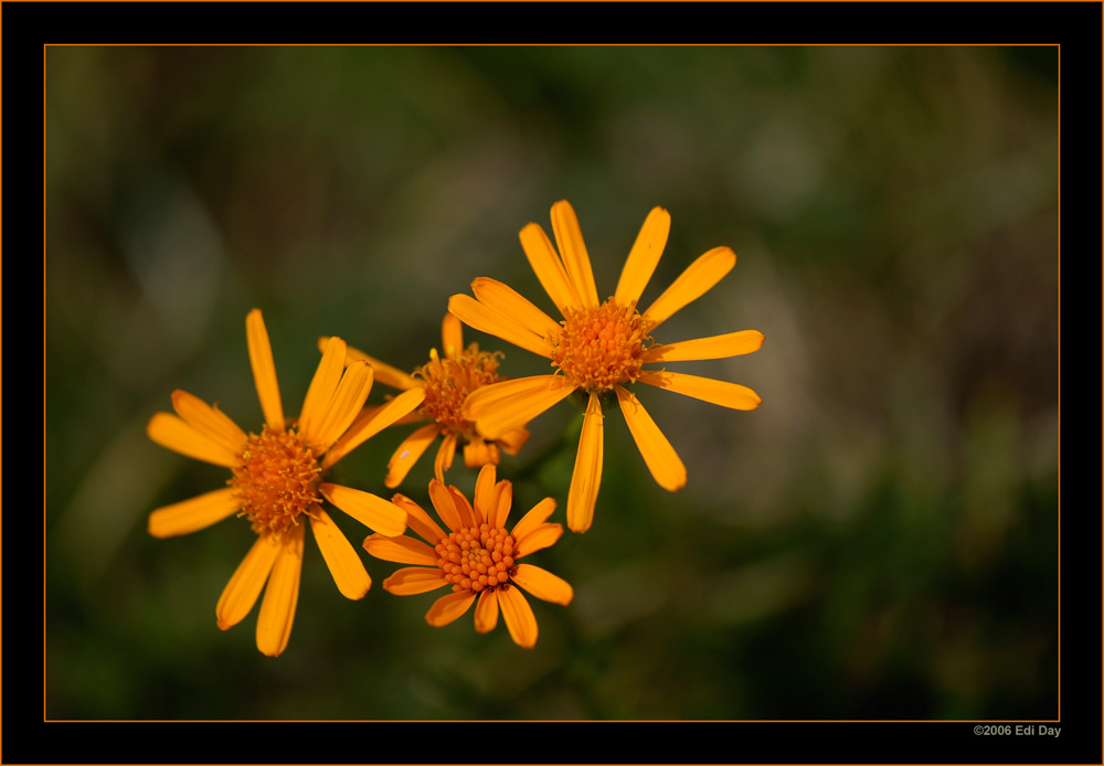 Eberreisblättriges Greiskraut
Schlüsselwörter: Eberreisblättriges Greiskraut