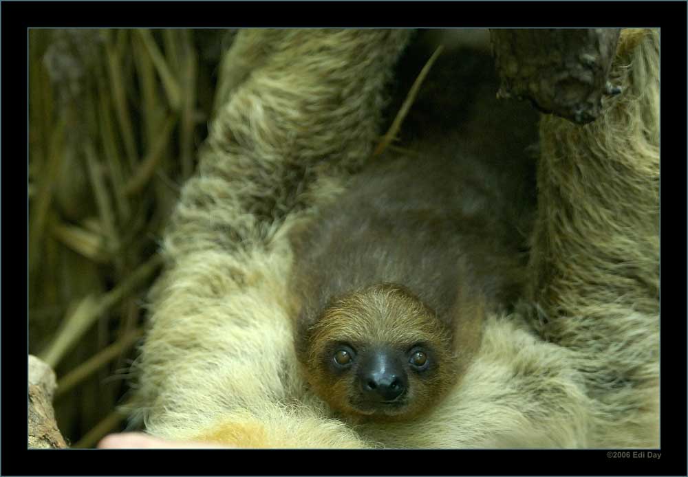 junges Zweizehenfaultier
Schlüsselwörter: Zoo Zürich, Zürcher Zoo, Faultier, Zweizehenfaultier, Choloepus didactylus
