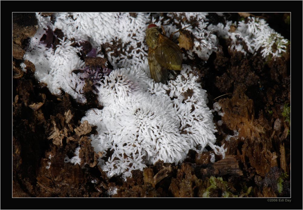 Schleimpilz
Schlüsselwörter: Pilz