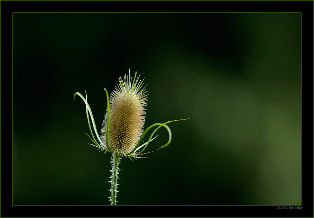Kardendistel
Schlüsselwörter: Kardendistel