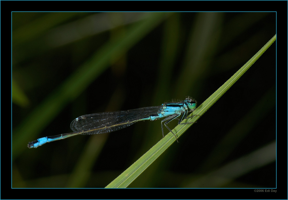 Hufeisen-Azurjungfer
am Teich im Botanischen Garten Zürich
Schlüsselwörter: Coenagrion puella, Hufeisen-Azurjungfer, Azurjungfer, Libelle, Schlanklibelle