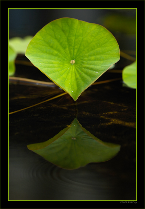 Lotosblatt
mit Nanoeffekt
Schlüsselwörter: Lotusblume, Lotuseffekt, Nanoeffekt