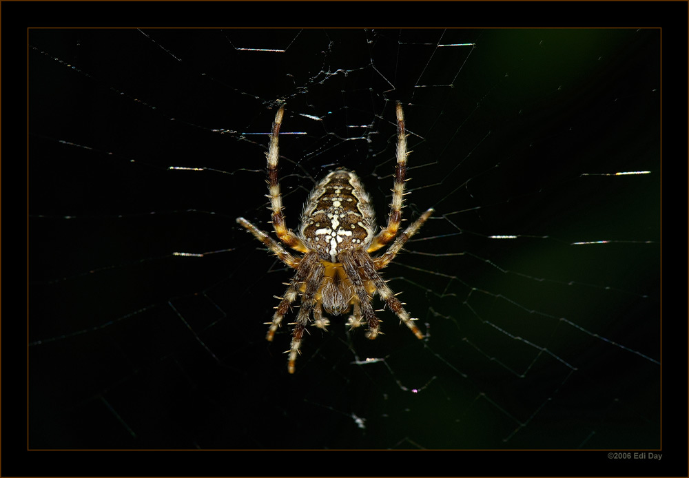 männliche Kreuzspinne
Grösse ca. 10mm
Schlüsselwörter: Kreuzspinne, Araneus diadematus