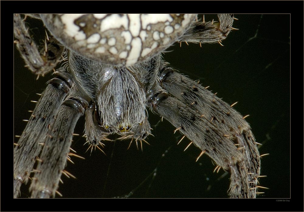 weibliche Kreuzspinne
ca. 20mm ohne Beine
Schlüsselwörter: Araneus diadematus, Kreuzspinne, Gartenkreuzspinne