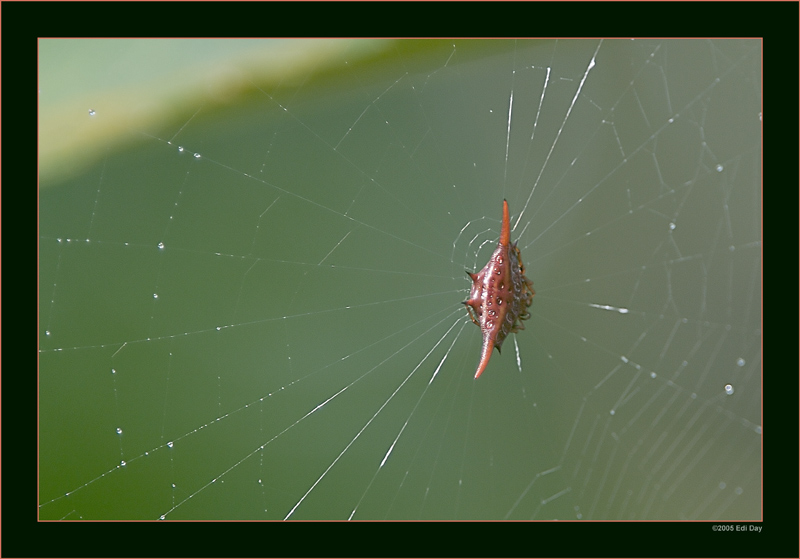 Dornenspinne
interessante Spinnengattung in der Masoalahalle. ca. 20mm 
Schlüsselwörter: Madagaskar, Madagascar, Spinne, Dornenspinne, Gasteracantha, Zoo, Zürich