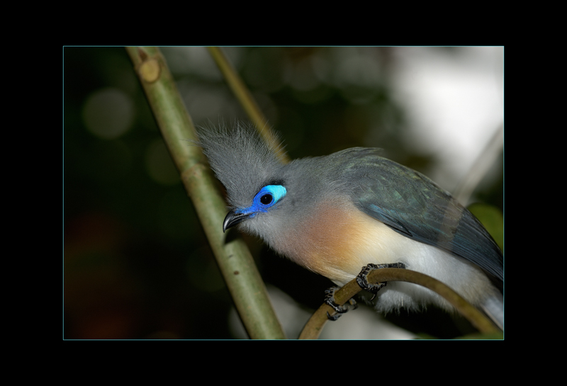 Hauben-Seidenkuckuck
in der Masoalahalle im Züricher Zoo
Schlüsselwörter: Coua cristata, Hauben-Seidenkuckuck, Masoalahalle, Zoo, zürcher Zoo