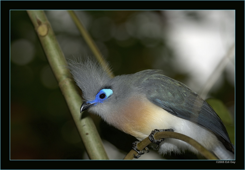 Coua cristata
Der Hauben-Seidenkuckuck ist einer der interessantesten Vögel in der Masoala-Regenwaldhalle im Zoo Zürich.
Schlüsselwörter: Masoalahalle, Madagaskar, Zoo Zürich, zürcher Zoo, Hauben-Seidenkuckuck, Coua cristata