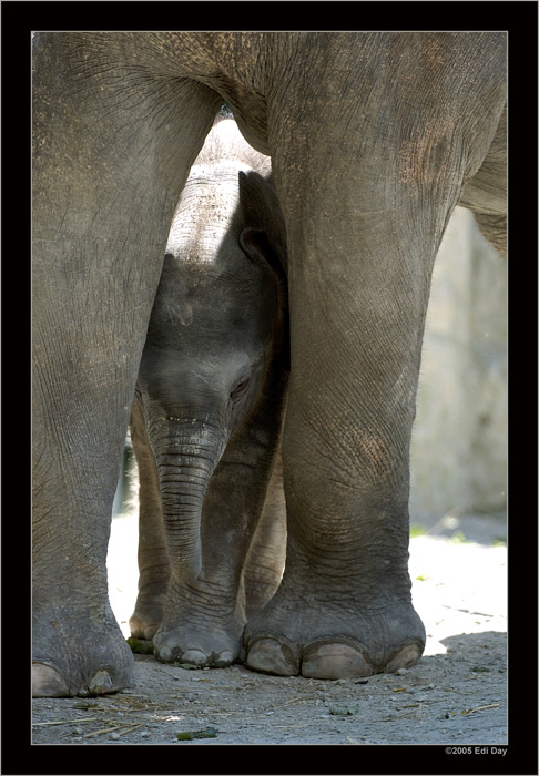 Fahim - zwei Wochen alt
im Zürcher Zoo
Schlüsselwörter: indischer Elefant