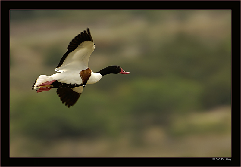 Brandgans
In den Salinen (Ses Salinas) im südlichsten Zipfel Mallorcas. Ein Durchzugsgebiet für viele Zugvögel.
Schlüsselwörter: Brandgans, Ses Salinas, Mallorca