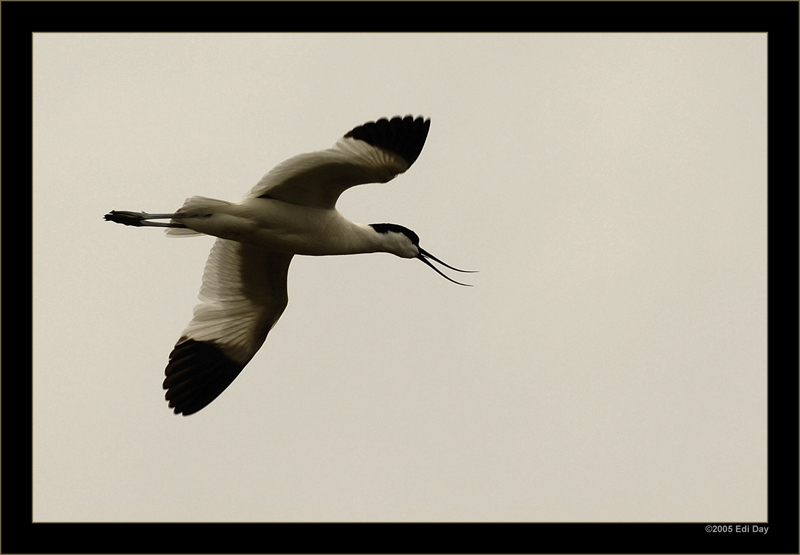 Säbelschnäbler
In den Salzsalinen im Süden Mallorcas.
Schlüsselwörter: Säbelschnäbler, Recurvirostra avosetta, Mallorca, Ses Salines