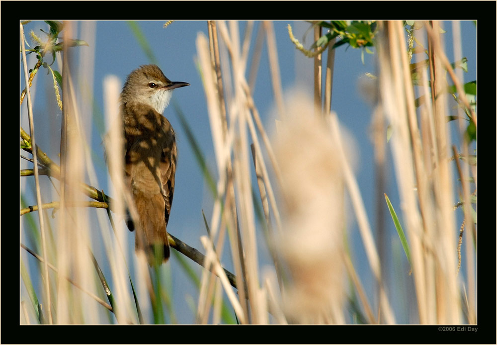 Drosselrohrsänger
nicht ganz einfach ins Visier zu kriegen
Schlüsselwörter: Drosselrohrsänger, Polen, Acrocephalus arundinaceus