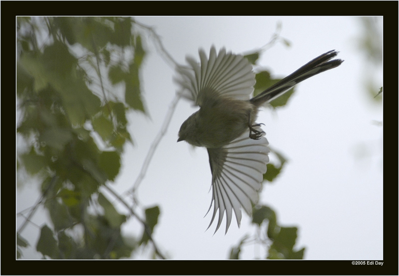 schnell sind sie ...
... die Schwanzmeisen in unserem Garten, aber nicht schnell genug!
Schwanzmeise (Aegithalus caudatus)   
Ordnung Sperlingsvögel (Passeriformes)
Familie Schwanzmeisen (Aegithalidae)


 

Schlüsselwörter: Schwanzmeise, Aegithalus caudatus, Sperlingsvögel, Meise
