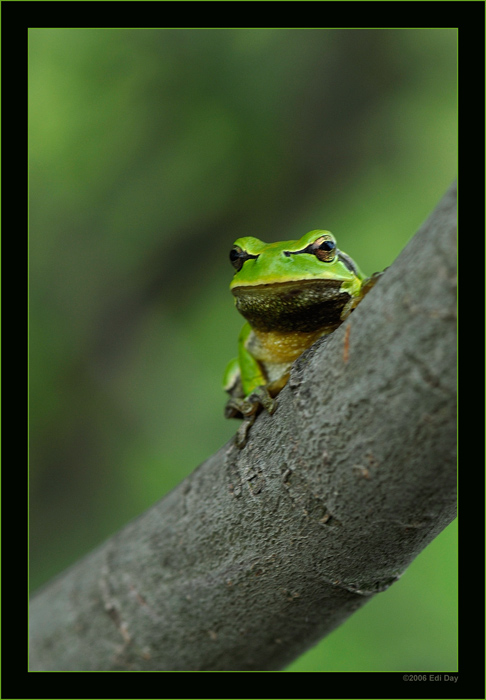 Laubfrosch
hier gibt es sie noch!
Schlüsselwörter: Laubfrosch, Hyla arboreta, Polen, Bierbrza