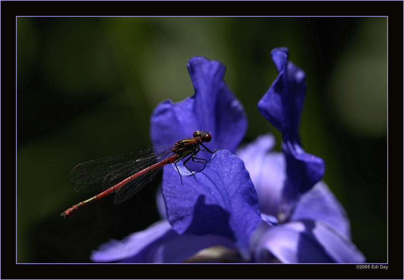 Kontraste
findet man derzeit am Gartenteich. Frühe Adonislibelle auf Iris.
Schlüsselwörter: Libelle, Kleinlibelle, frühe Adonislibelle, Pyrrhosoma nymphula
