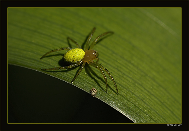 eine haarige Sache
ist diese Kürbisspinne, allerdings nur bei genauem Hinschauen 

Schlüsselwörter: Kürbisspinne, Araniella cucurbitina, Radnetzspinnen, Araneidae