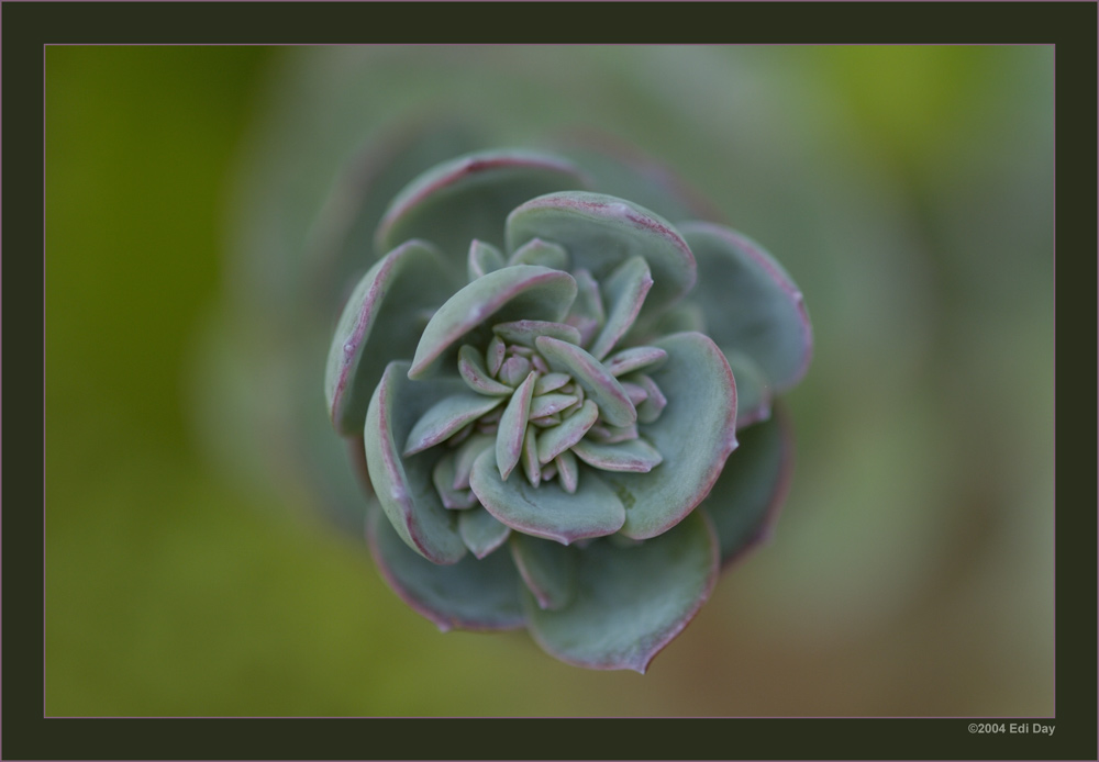 Blütenstandrosette
bei einer Kalanchoe in unserem Garten
