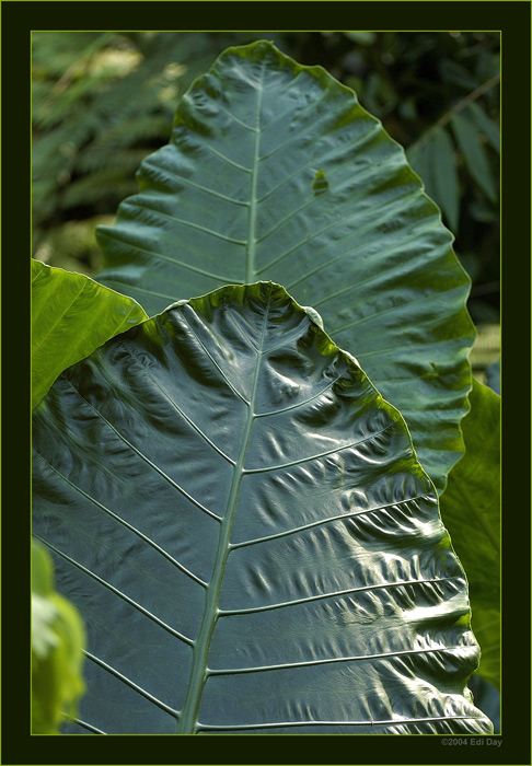 Aronstabgewächs
in der Masoala-Regenwaldhalle
Schlüsselwörter: Masoalahalle, Madagaskar, Zoo Zürich, zürcher Zoo, Aronstab