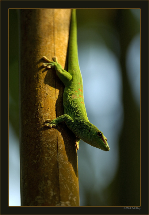 Phelsuma madagacariensis
grüner Taggecko in der Masoala-Regenwaldhalle im Zoo Zürich
Schlüsselwörter: Phelsuma madagacariensis, Taggecko, Madagaskar, Mahajanga