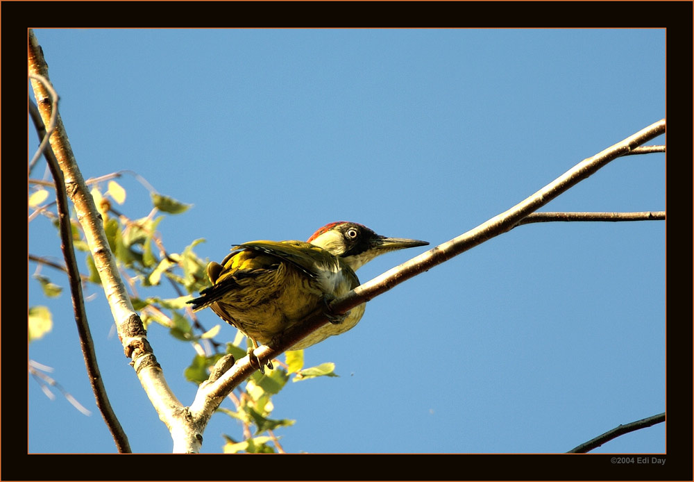 unsere Birke...
...beherbergt so einiges an Vögeln. Der seltene Grünspecht (Picus viridis) ist fast täglicher Gast.
Schlüsselwörter: Grünspecht, Picus viridis