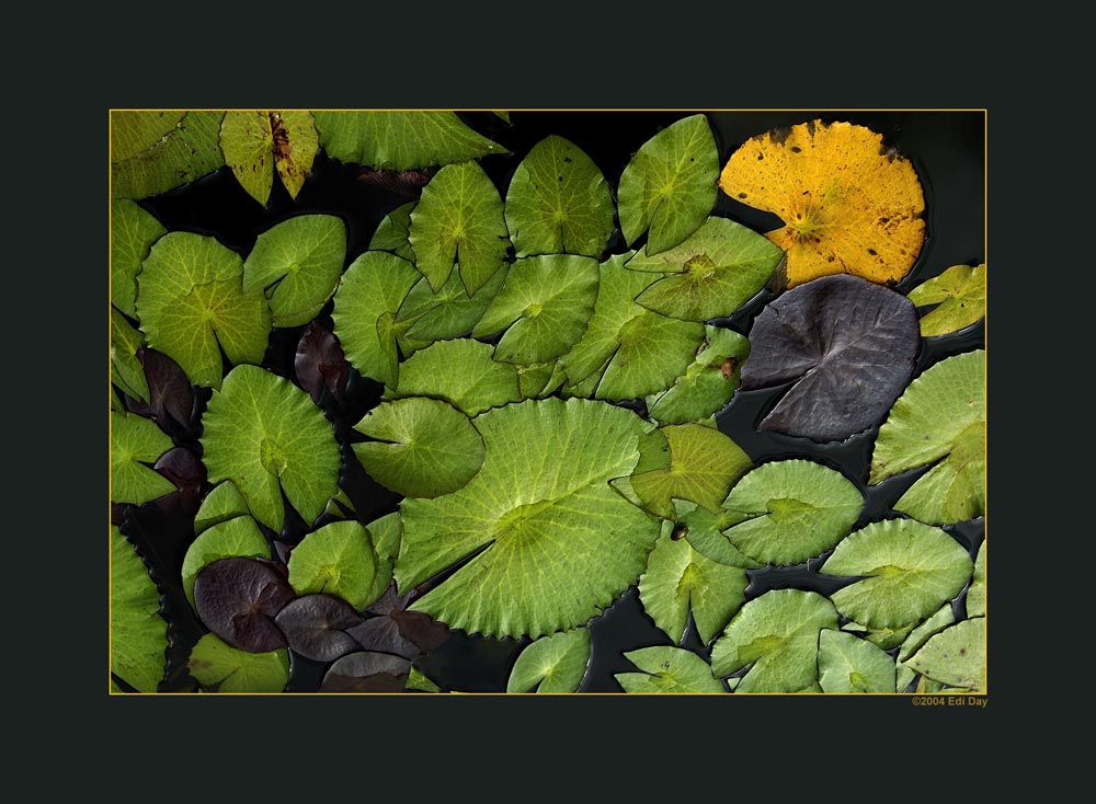 Seerosenblätter
im Botanischen Garten Zürich.
Schlüsselwörter: Botanischer Garten Zürich, Seerose