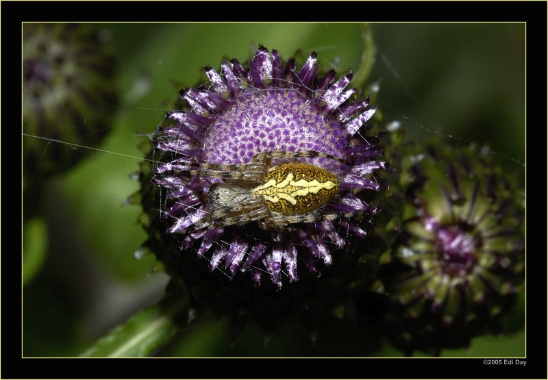Eine nicht ganz so perfekte Tarnung
hat diese Spinne auf dem Lukmanierpass.
Schlüsselwörter: Lukmanierpass, Spinne