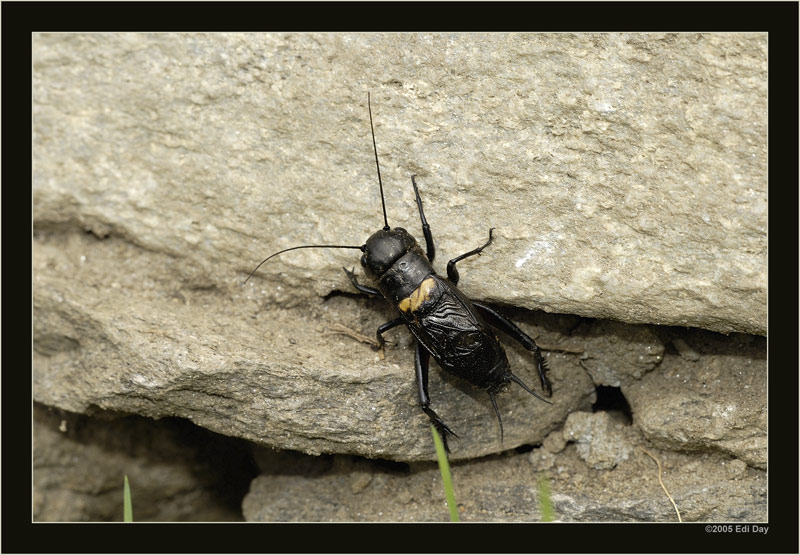 eine echte Feldgrille
oberhalb Olivone, am Fusse des Lukmaniers.
Schlüsselwörter: Gryllus campestris, Feldgrille