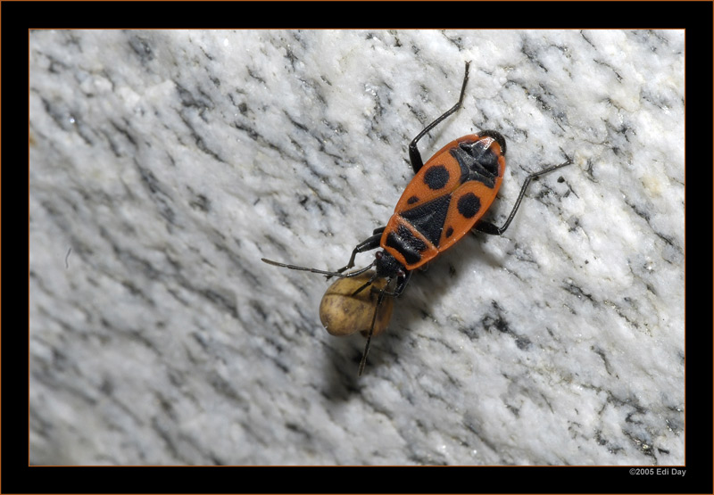 Feuerwanze
mit erbeutetem Samen
Schlüsselwörter: Feuerwanze, Pyrrhocoris apterus