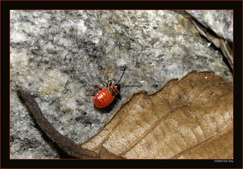 Baby Feuerwanze
wohl keine 5mm gross
Schlüsselwörter: Feuerwanze, Pyrrhocoris apterus
