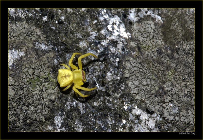 Veränderliche Krabbenspinne
hier ein kaum 4mm grosses Männchen auf einem Granitfelsen an der Maggia
Schlüsselwörter: veränderliche Krabbenspinne, Misumena vatia