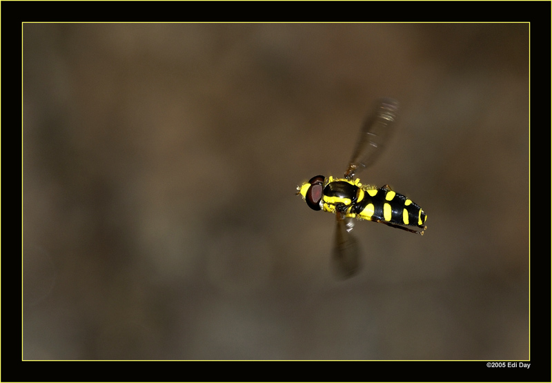 Ein wenig Glück...
...braucht es schon, wenn man die Wespenschwebfliege im Flug erwischen will.
Schlüsselwörter: Kahle Wespenschwebfliege, Chrysotoxum intermedium