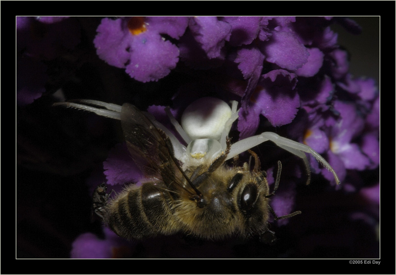 Diesmal ist das Opfer....
.... eine Biene. Die veränderliche Krabbenspinne hat ihr hier in einer Budleya aufgelauert und zugeschlagen.
Schlüsselwörter: veränderliche Krabbenspinne, Misumena vatia