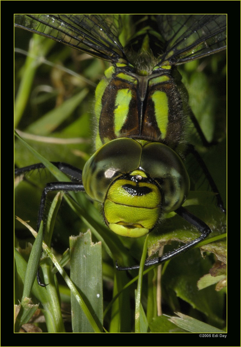 Gemeine Keiljungfer
Schlüsselwörter: Gomphus vulgatissimus, Gemeine Keiljungfer