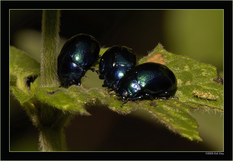 Erlenblattkäfer
und als Dreingabe eine kleine Zikade
Schlüsselwörter: Erlenblattkäfer, Agelastica alni