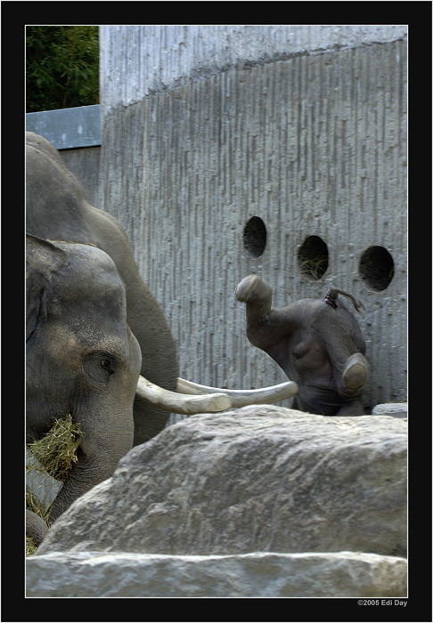 Schmiss an die Wand
sieht wohl brutaler aus als es war. Die erste Begegnung von Fahim dem kleinen indischen Elefanten mit seinem Vater, Maxim.
Schlüsselwörter: indischer Elefant, Fahim, Maxim, Zoo, Zürich