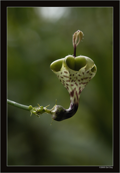 Ceropegia oder Leuchterblume
Schlüsselwörter: Ceropegia