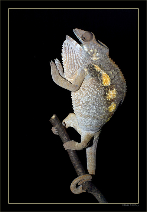 Pantherchamaeleon (Furcifer pardalis)
und hier das dazugehörige Weibchen, sehr erregt beim Anblick eines so schönen Männchens
Schlüsselwörter: Pantherchamaeleon, Furcifer pardalis, Madagaskar, Madagascar, Masoala, Zoo Zürich