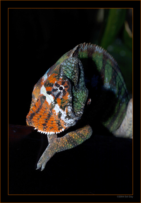 Furcifer pardalis
das Pantherchamäleon
Schlüsselwörter: Masoalahalle, Madagaskar, Zoo Zürich, zürcher Zoo, Chamäleon, Furcifer pardalis,