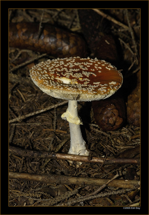 Fliegenpilz
immer ein Anzeichen, dass auch Steinpilze in der Nähe sind.
Schlüsselwörter: Fliegenpilz, Amanita muscaria