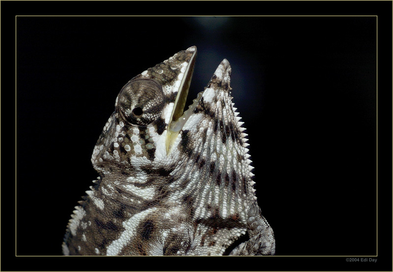 black and white
Name?
Schlüsselwörter: Chamäleon, Madagaskar, Madagascar, Masoala, Zoo Zürich