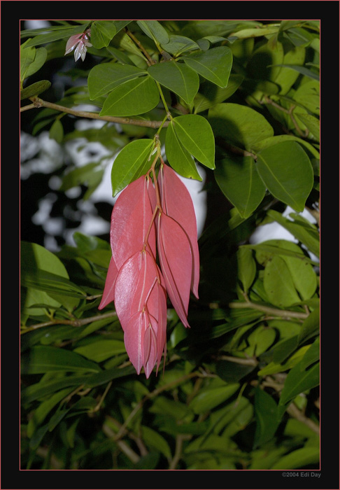 Laubschüttung
junge Blätter färben sich wie welkes Laub um vor Fressfeinden weniger anfällig zu sein. Zu sehen in der Masoala-Regenwaldhalle.
Schlüsselwörter: Masoalahalle, Madagaskar, Zoo Zürich, zürcher Zoo, Laubschüttung