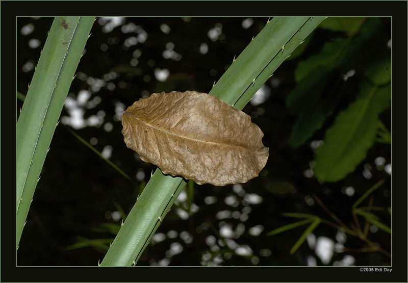 gefangen
ist dieses welke Blatt von dieser Schraubenpalme mit ihren spitzen Widerhaken.
Schlüsselwörter: Masoalahalle, Madagaskar, Zoo Zürich, zürcher Zoo, Schraubenpalme