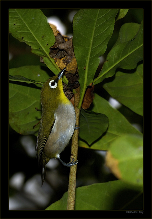 Madagaskar Brillenvogen
Masoala-Regenwaldhalle
Schlüsselwörter: Masoalahalle, Madagaskar, Zoo Zürich, zürcher Zoo, white eye, Brillenvogel, Zosterops maderaspatana